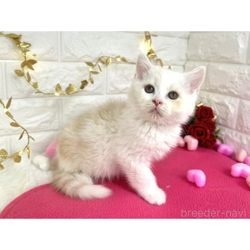 販売中の埼玉県のミヌエット-133317の3枚目