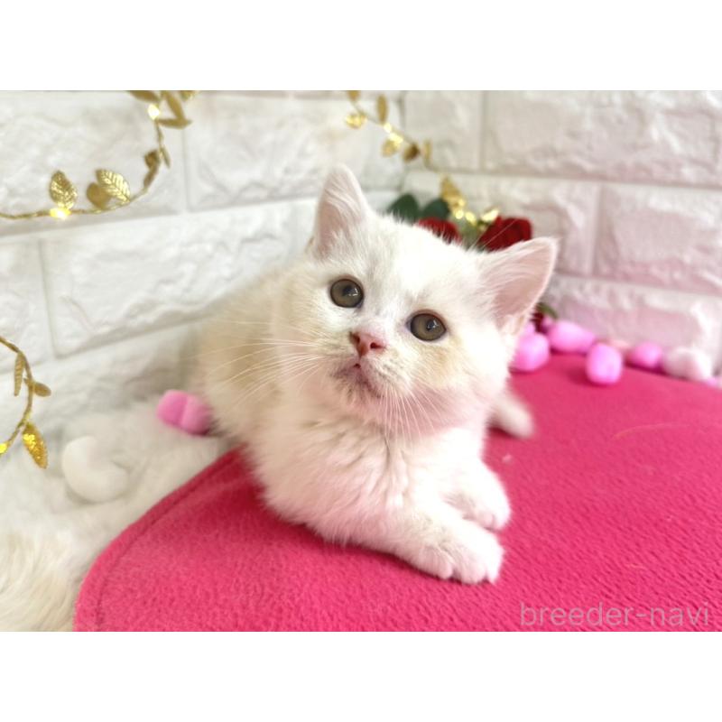 販売中の埼玉県のミヌエット-133317の2枚目