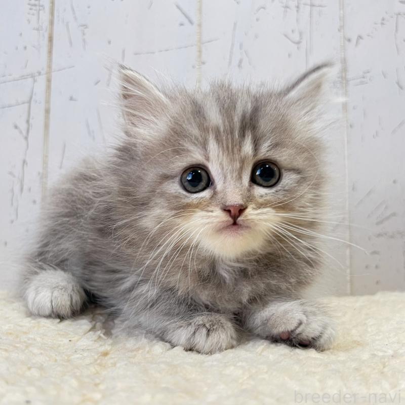 販売中の千葉県のスコティッシュフォールド-133725