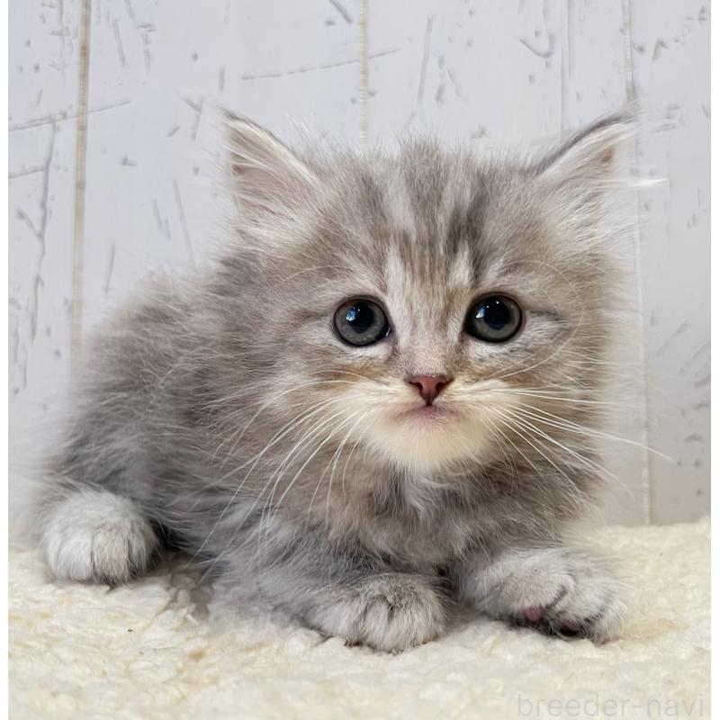 成約済の千葉県のスコティッシュフォールド-133725の5枚目