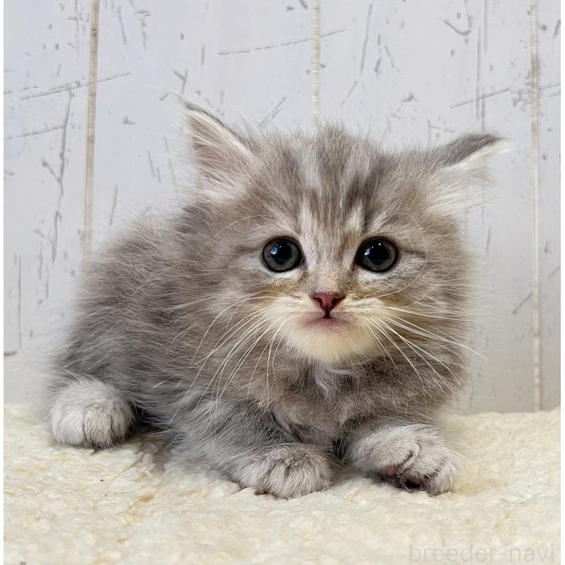 成約済の千葉県のスコティッシュフォールド-133725の4枚目