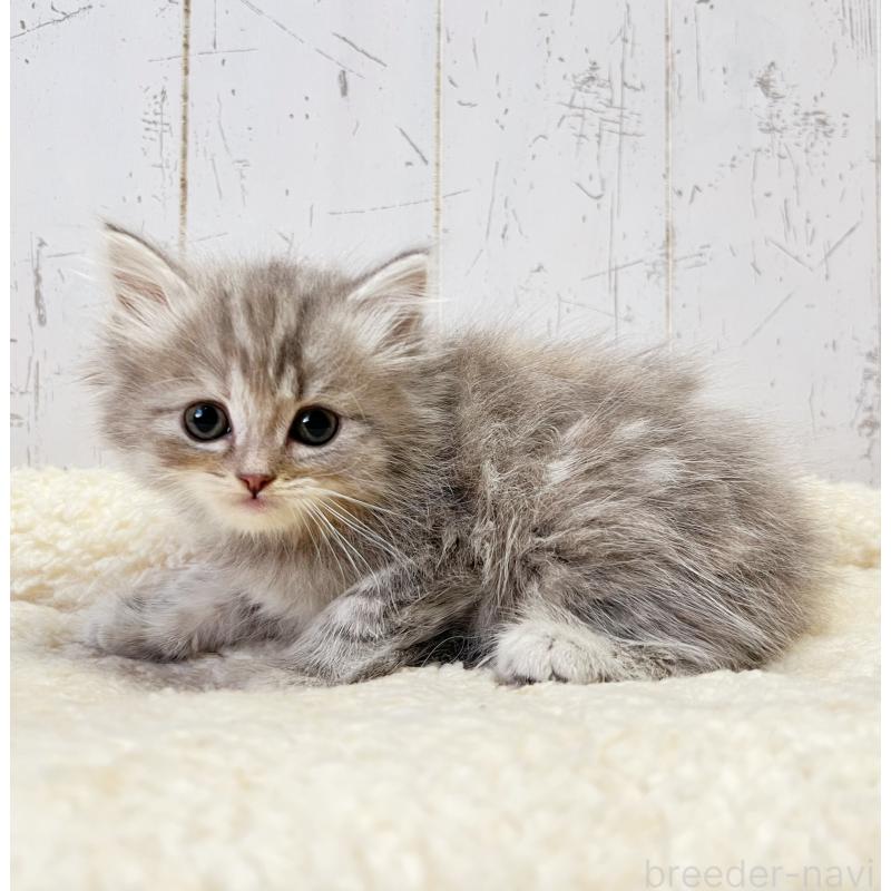 成約済の千葉県のスコティッシュフォールド-133725の3枚目