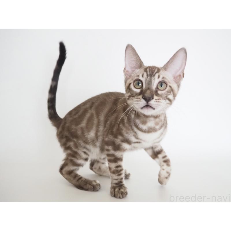 成約済の神奈川県のベンガル-131514の8枚目