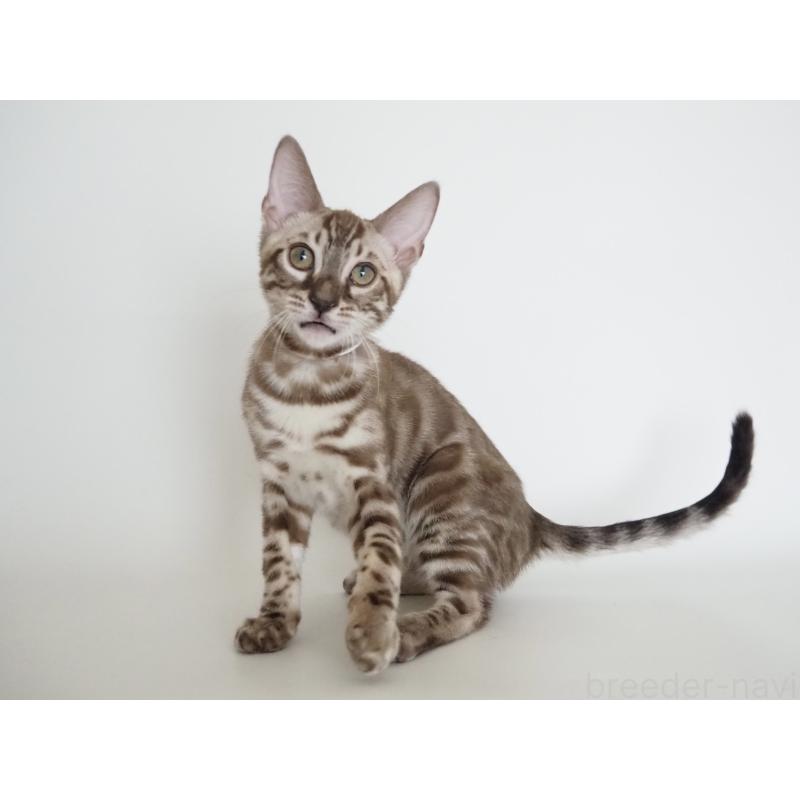 成約済の神奈川県のベンガル-131514の7枚目