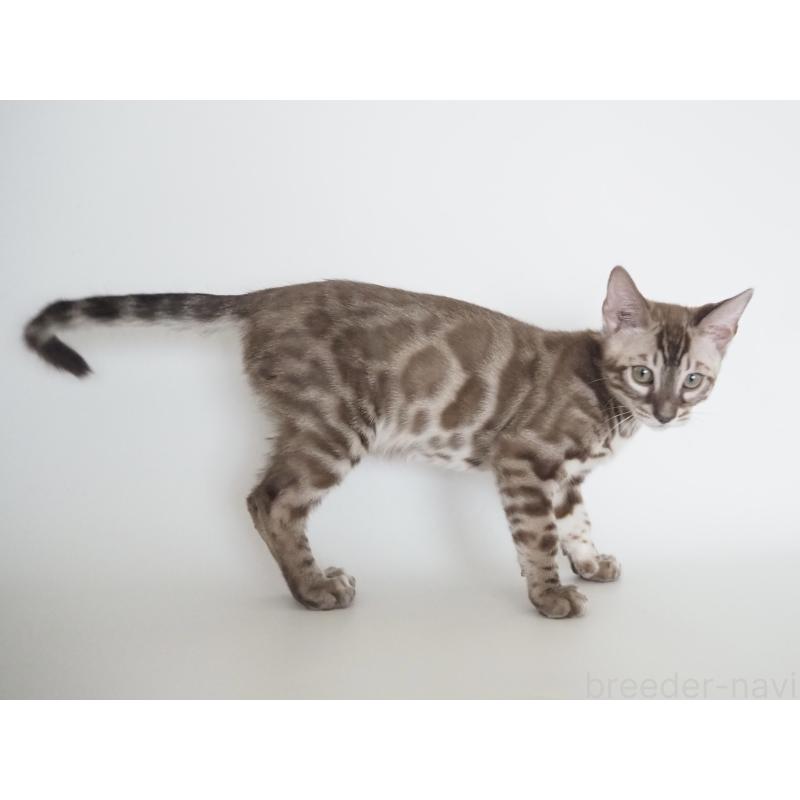 成約済の神奈川県のベンガル-131514の6枚目