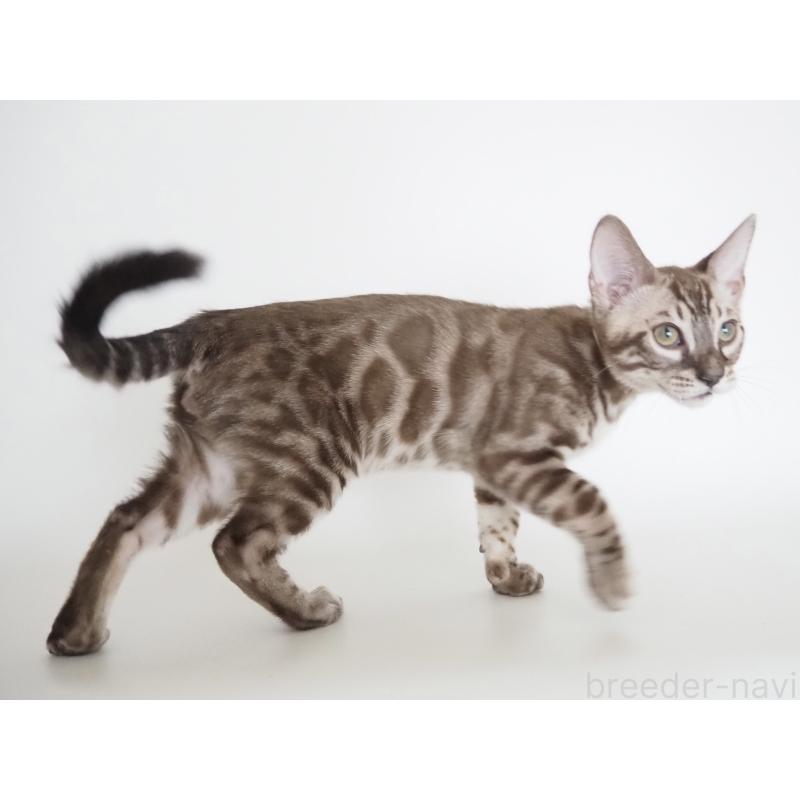 成約済の神奈川県のベンガル-131514の5枚目