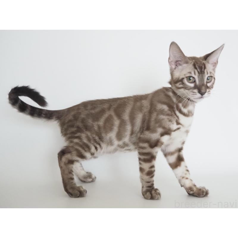 成約済の神奈川県のベンガル-131514の3枚目