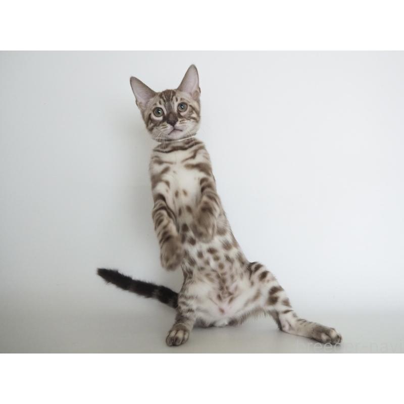 成約済の神奈川県のベンガル-131514の2枚目