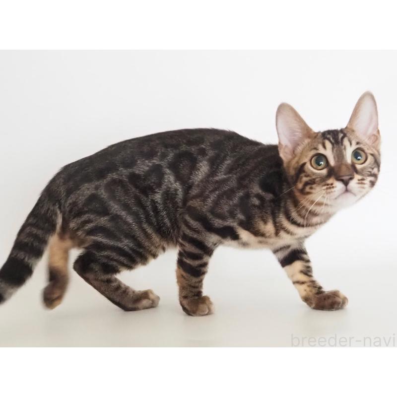 販売中の神奈川県のベンガル-131516の4枚目