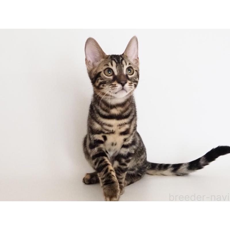 販売中の神奈川県のベンガル-131516の3枚目