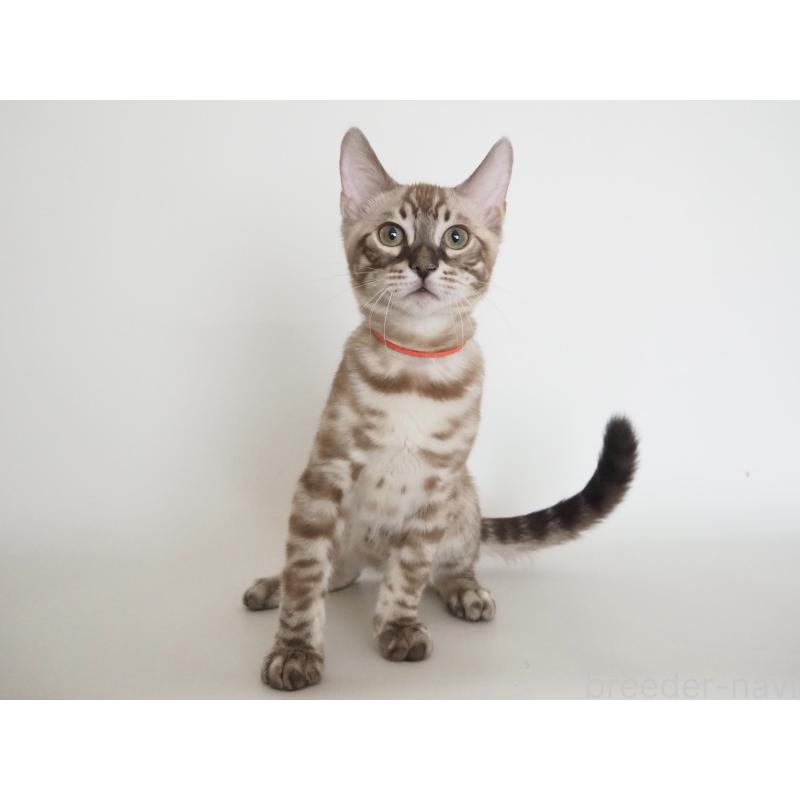 成約済の神奈川県のベンガル-131512の6枚目