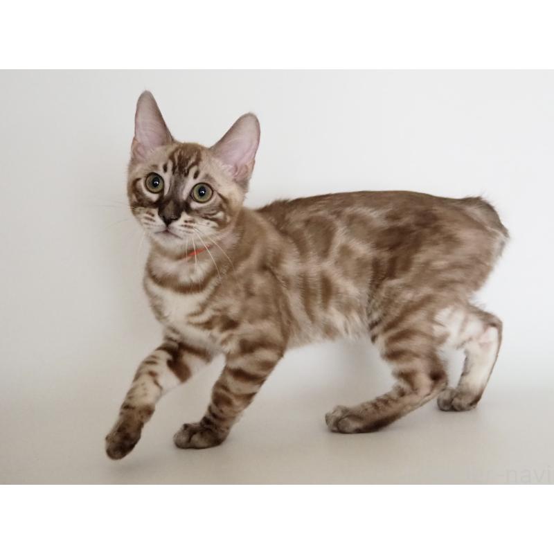 成約済の神奈川県のベンガル-131512の4枚目