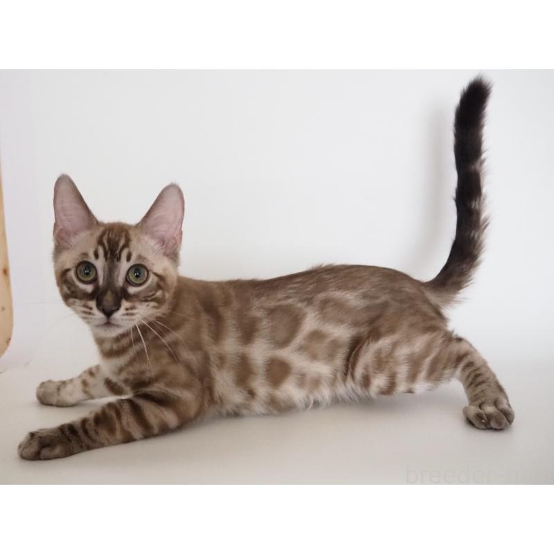 成約済の神奈川県のベンガル-131512の3枚目