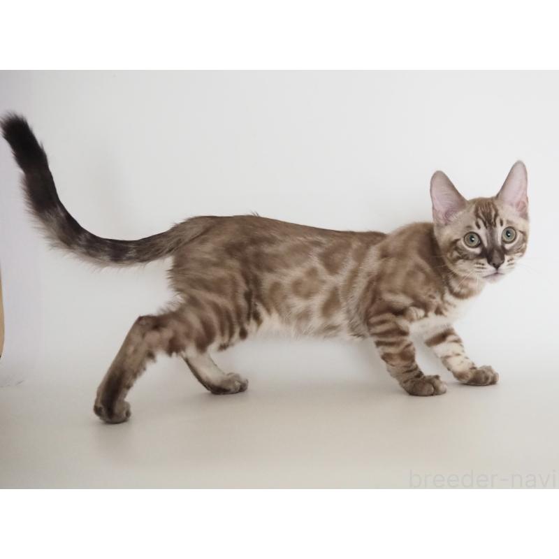 成約済の神奈川県のベンガル-131512の2枚目