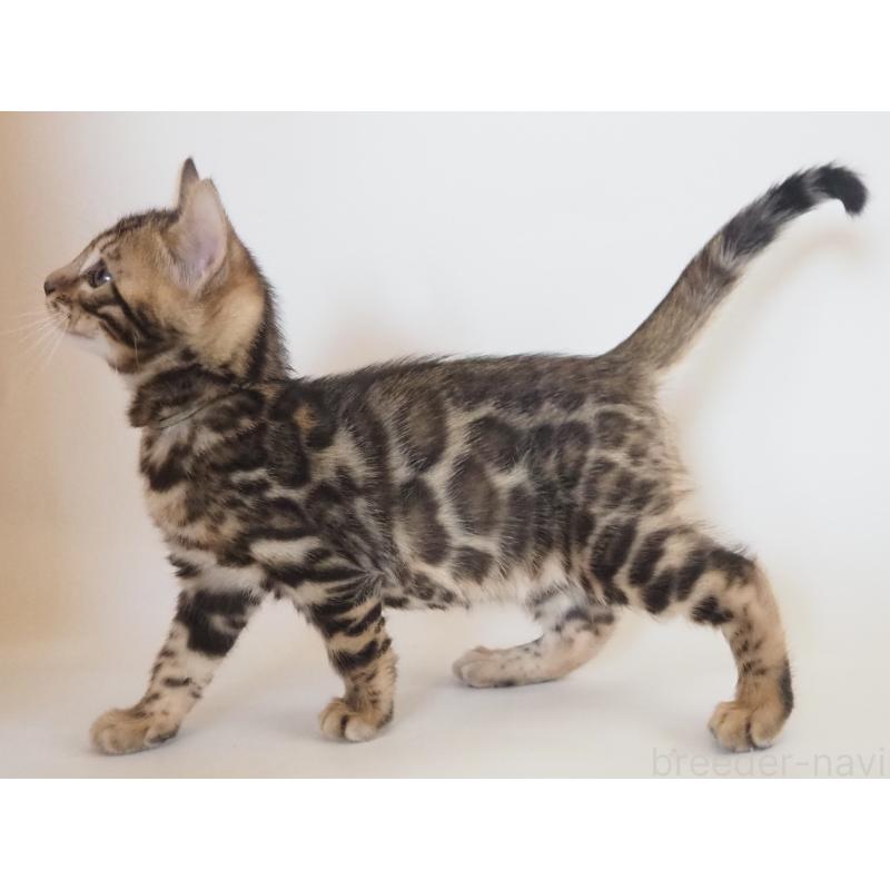 販売中の神奈川県のベンガル-133444の4枚目