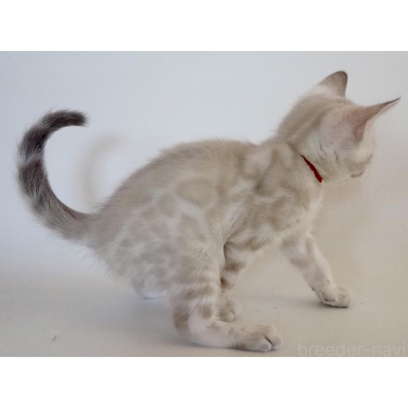 販売中の神奈川県のベンガル-133445の15枚目