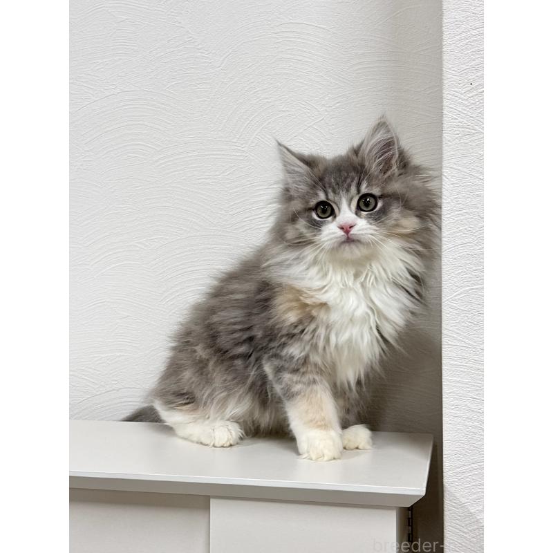 販売中の埼玉県のミックス-134885の8枚目