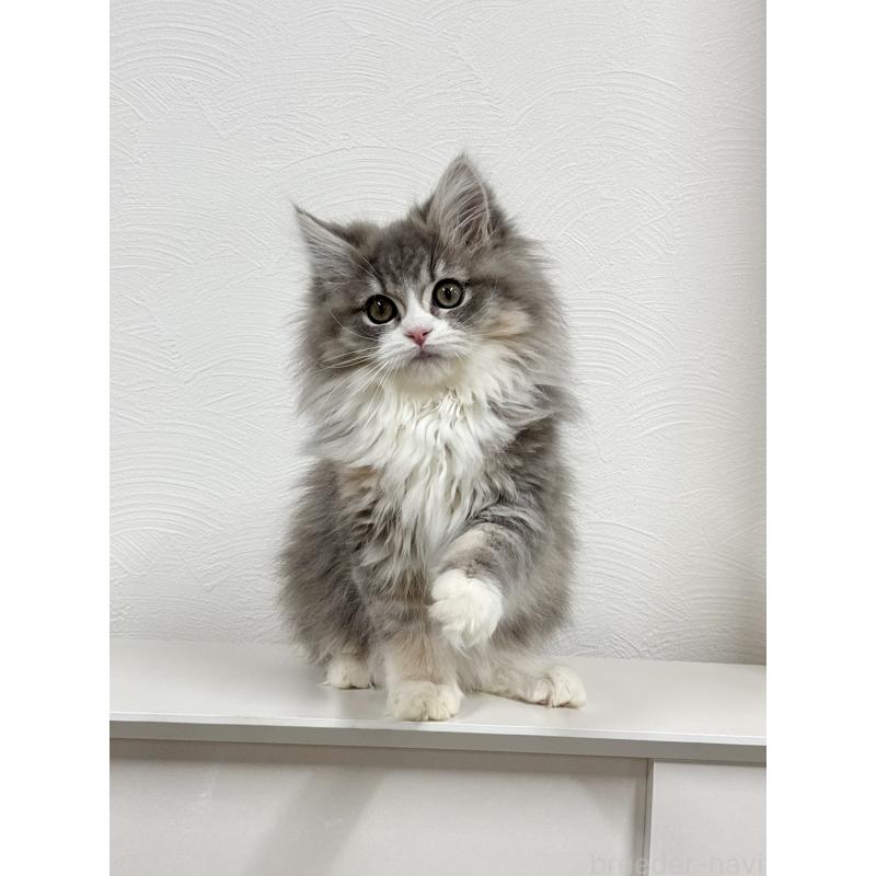 販売中の埼玉県のミックス-134885の7枚目