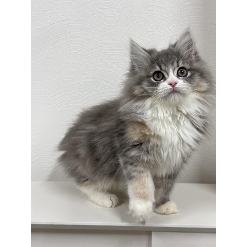 販売中の埼玉県のミックス-134885の6枚目