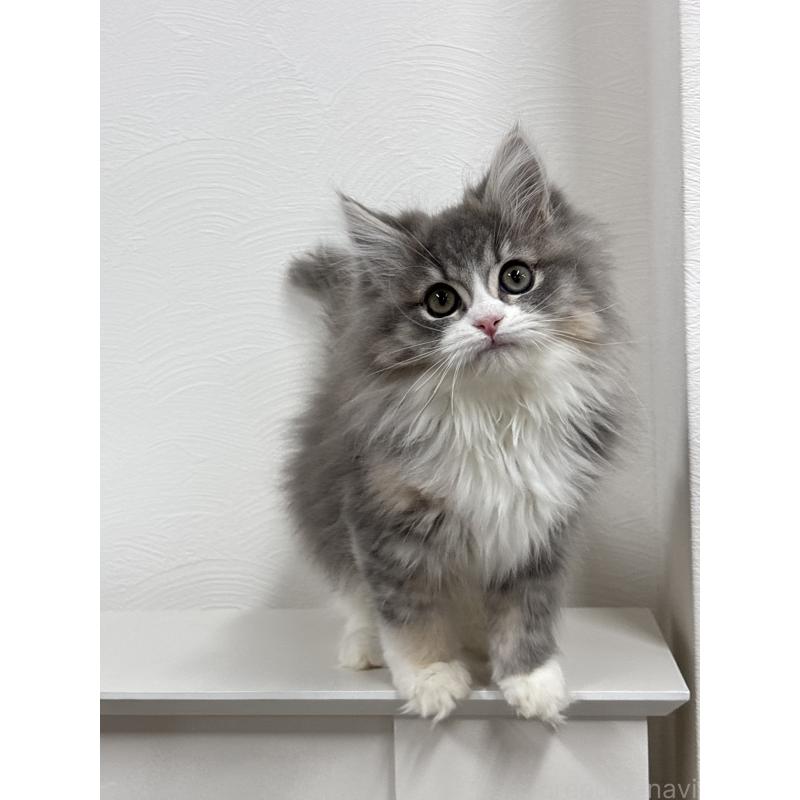 販売中の埼玉県のミックス-134885の4枚目