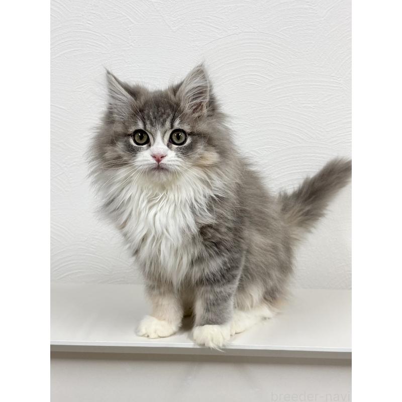 販売中の埼玉県のミックス-134885の3枚目