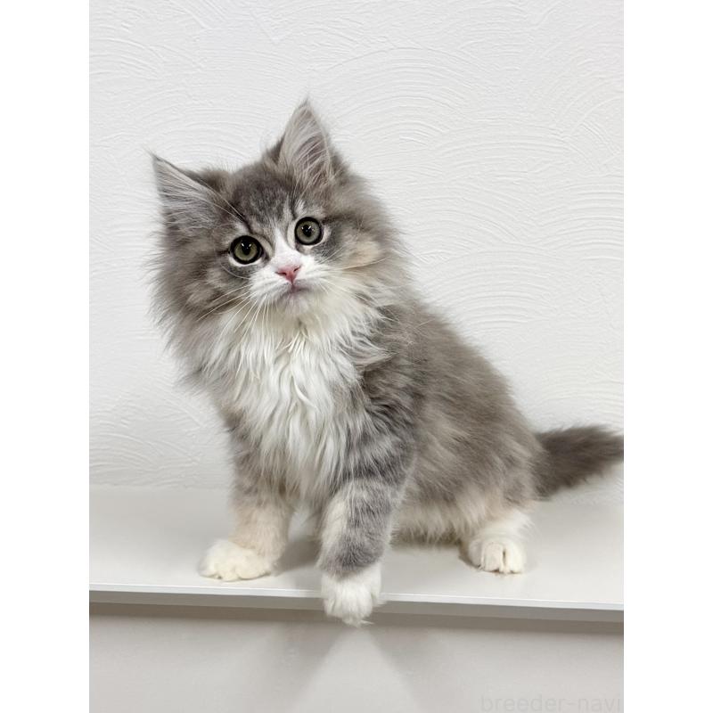 販売中の埼玉県のミックス-134885の2枚目