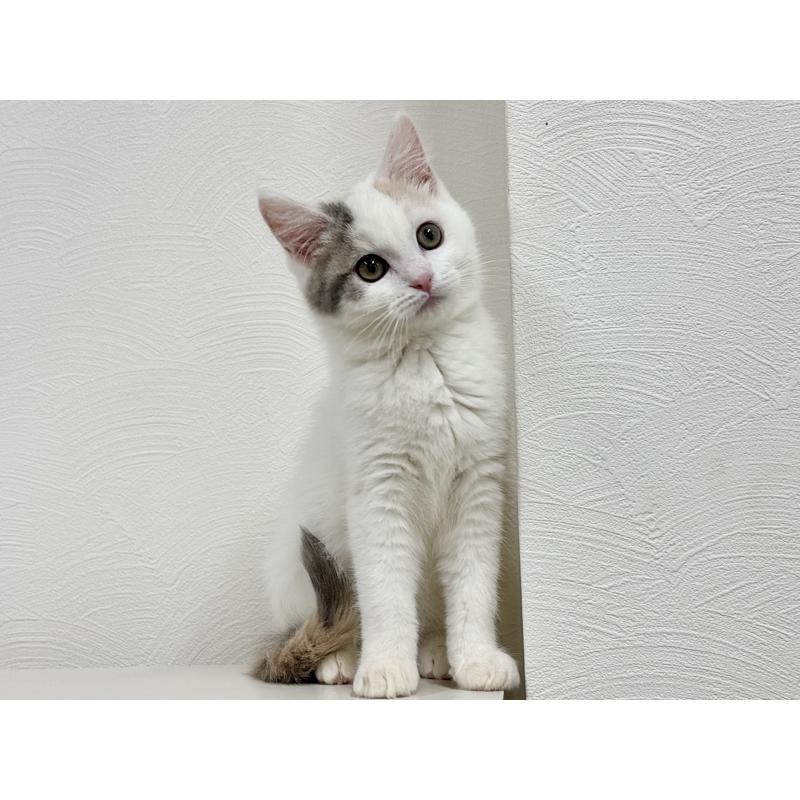 販売中の埼玉県のミックス-134886の7枚目