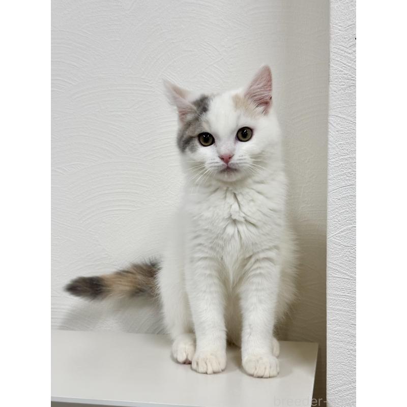 販売中の埼玉県のミックス-134886の6枚目