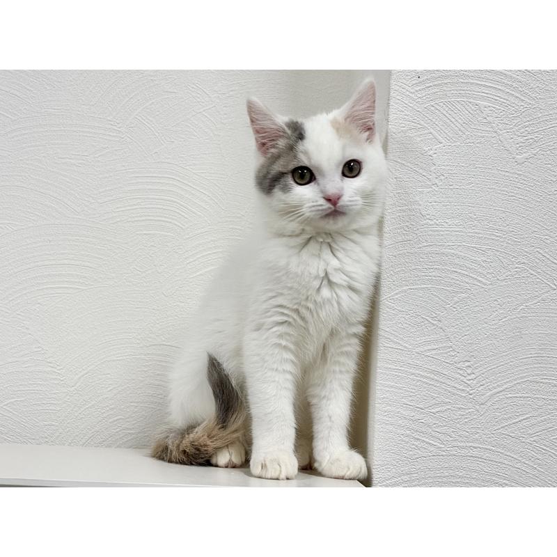 販売中の埼玉県のミックス-134886の5枚目