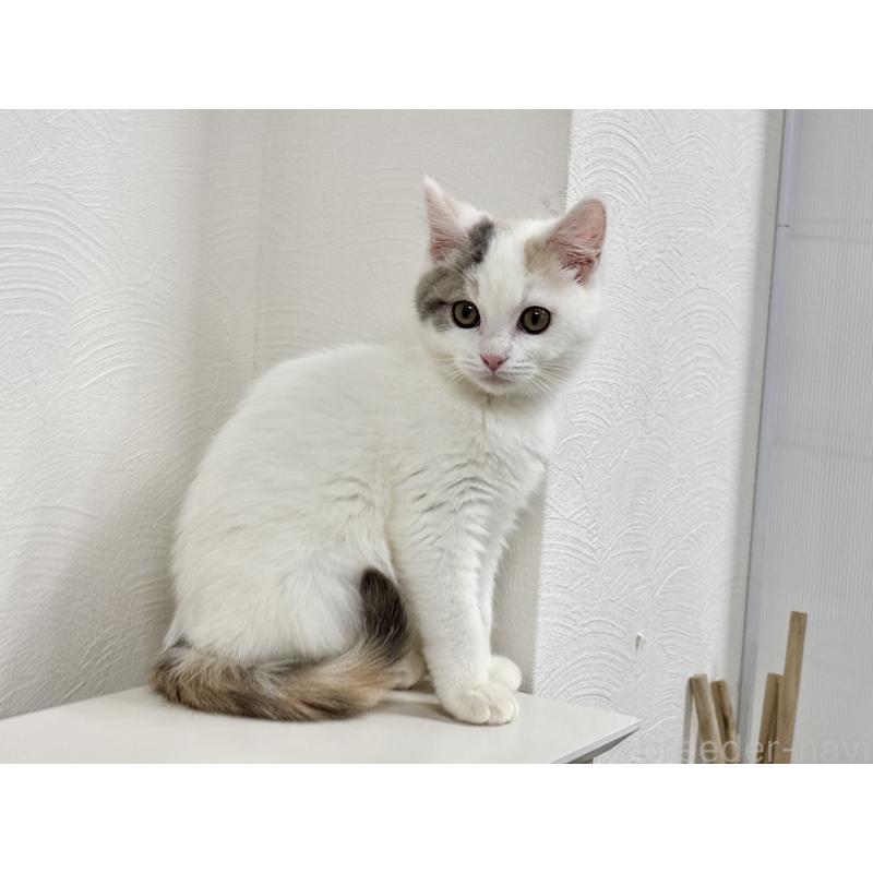 販売中の埼玉県のミックス-134886の4枚目