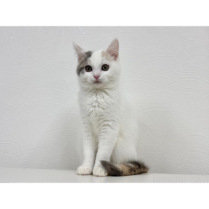 販売中の埼玉県のミックス-134886の3枚目