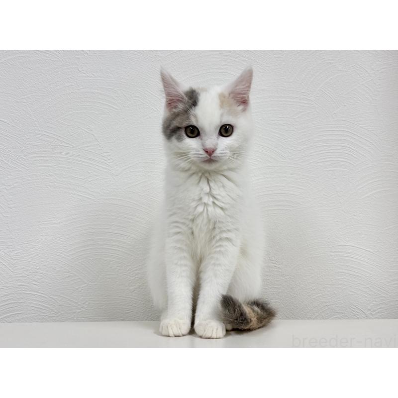 販売中の埼玉県のミックス-134886の2枚目