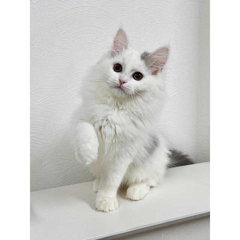 販売中の埼玉県のミックス-134887の6枚目