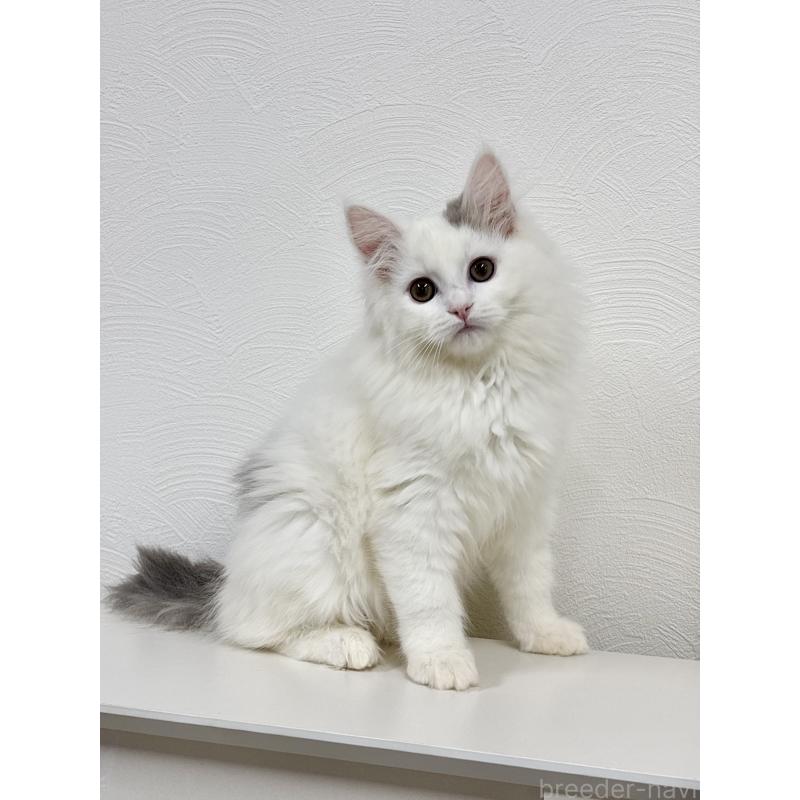 販売中の埼玉県のミックス-134887の4枚目