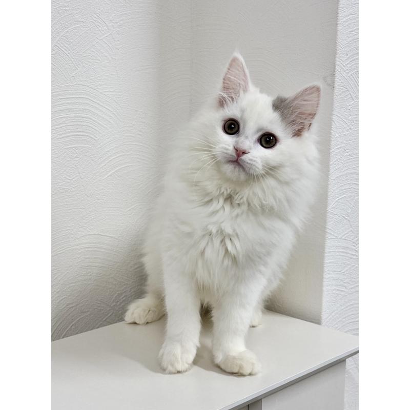 販売中の埼玉県のミックス-134887の3枚目