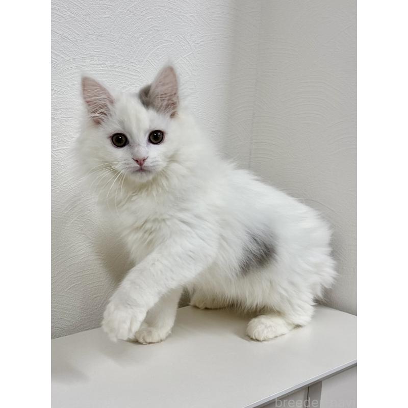 販売中の埼玉県のミックス-134887の2枚目