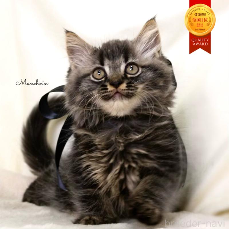 販売中の栃木県のマンチカン-133322