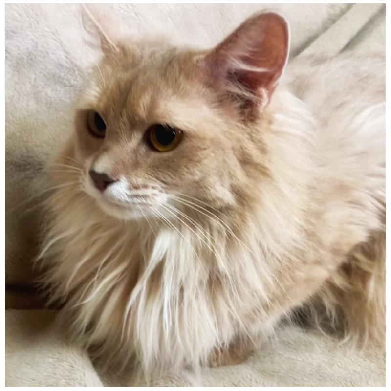 成約済の埼玉県のソマリ-134888の1枚目