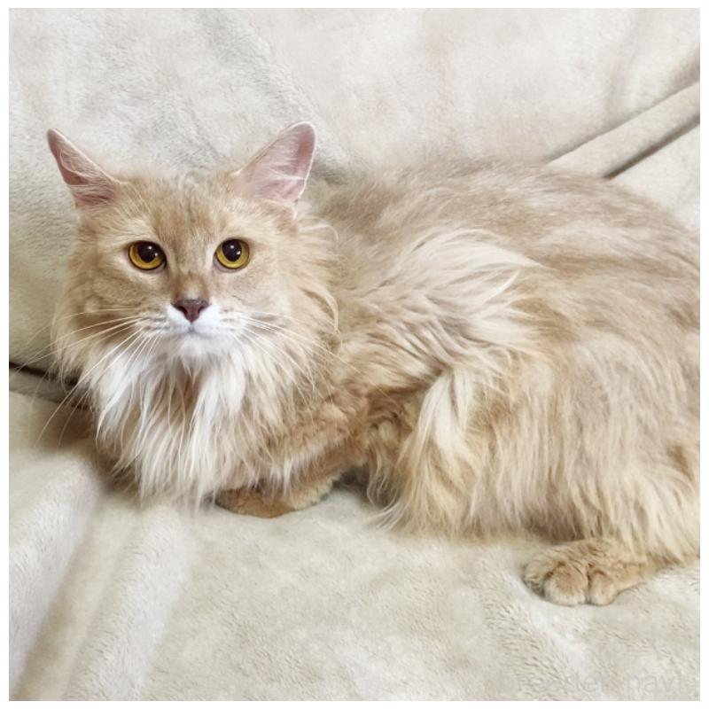 成約済の埼玉県のソマリ-134888の6枚目