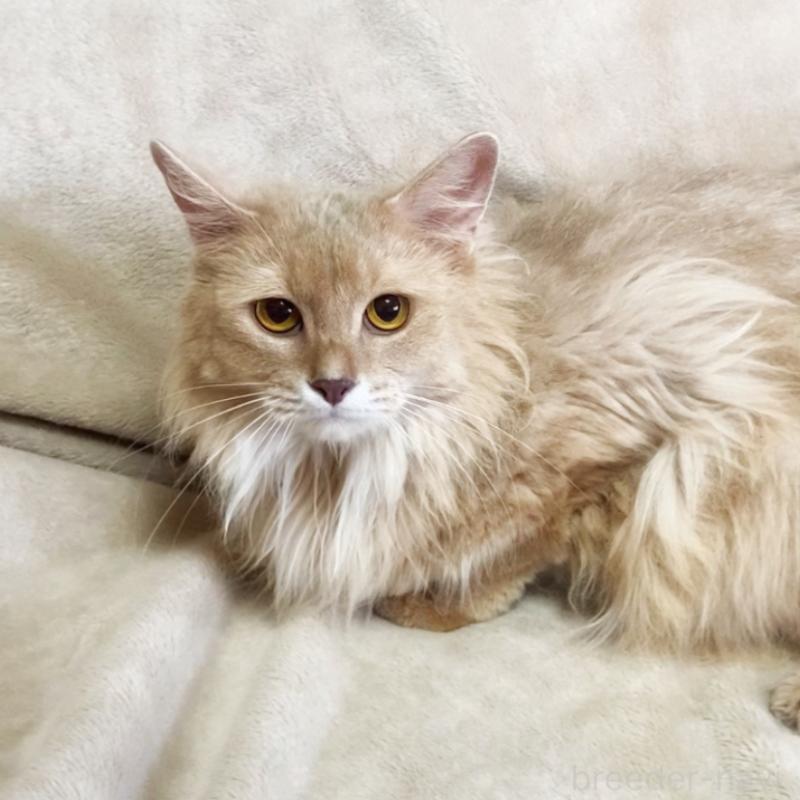 成約済の埼玉県のソマリ-134888の5枚目