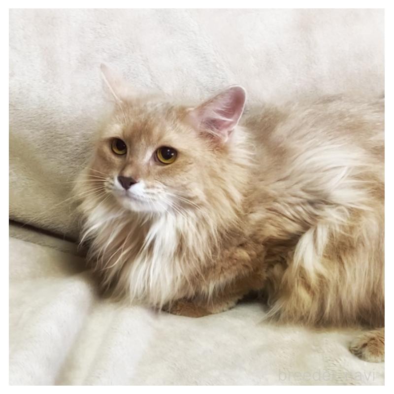 成約済の埼玉県のソマリ-134888の4枚目