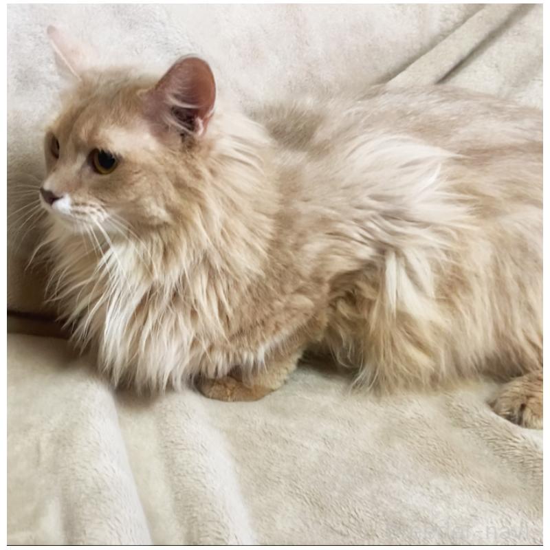 成約済の埼玉県のソマリ-134888の3枚目