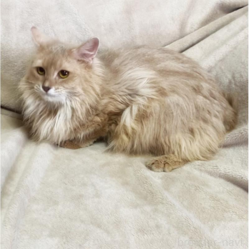 成約済の埼玉県のソマリ-134888の2枚目