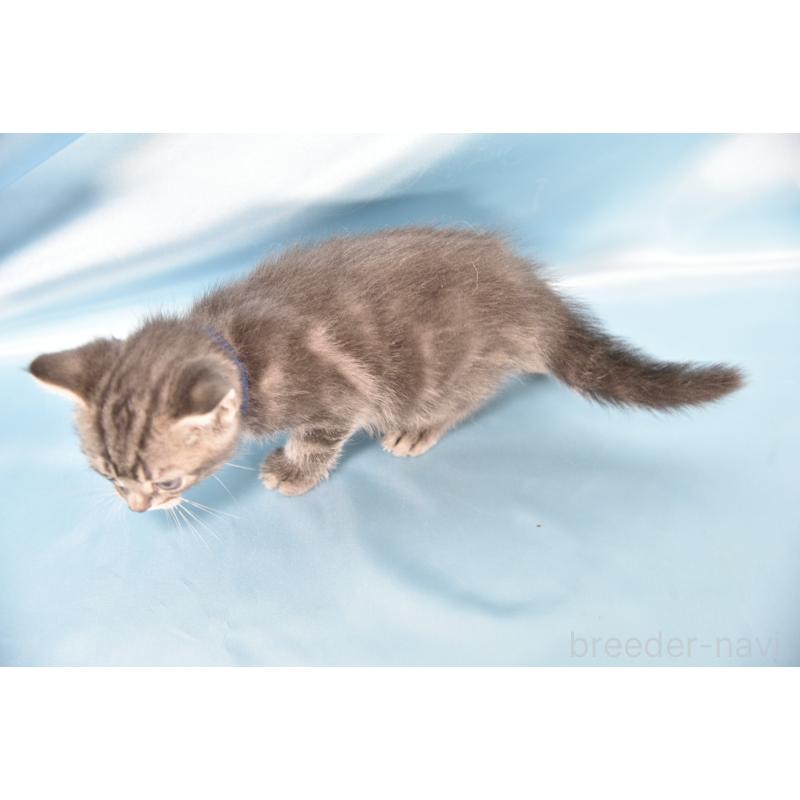 販売中の千葉県のアメリカンショートヘア-134889の5枚目