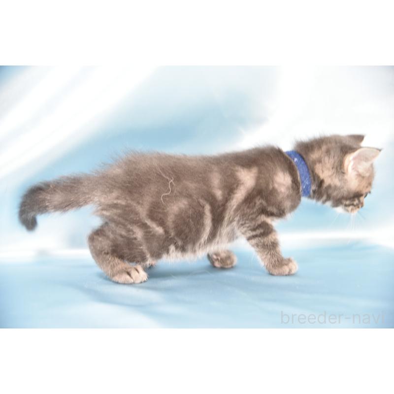 販売中の千葉県のアメリカンショートヘア-134889の3枚目