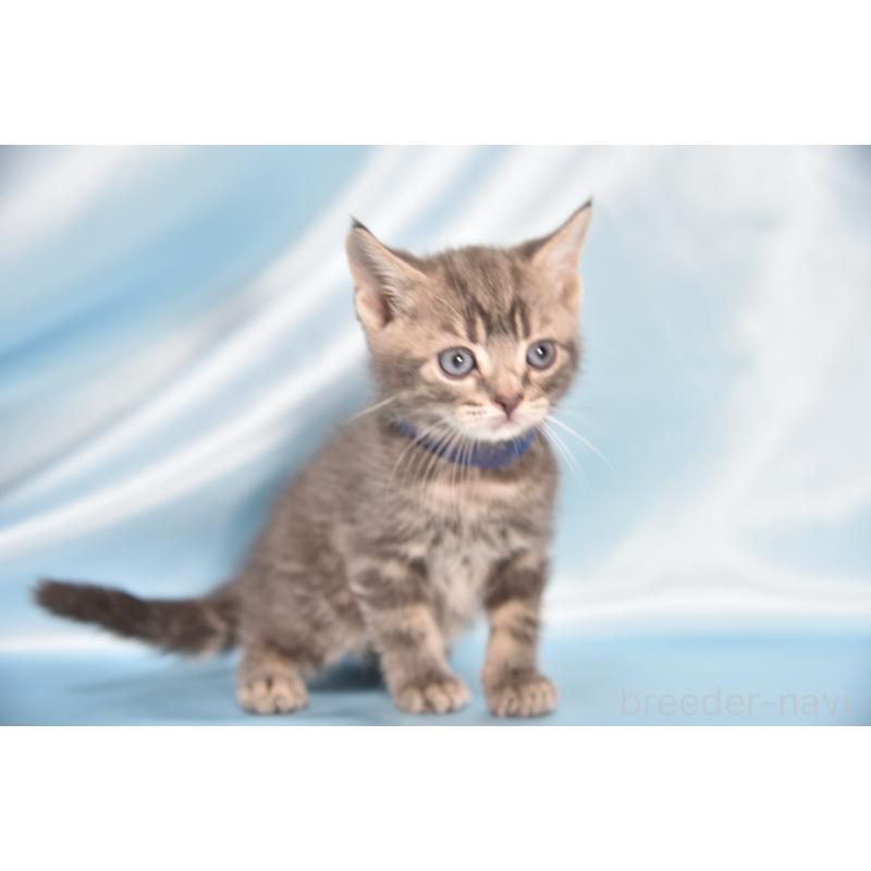 販売中の千葉県のアメリカンショートヘア-134889の2枚目