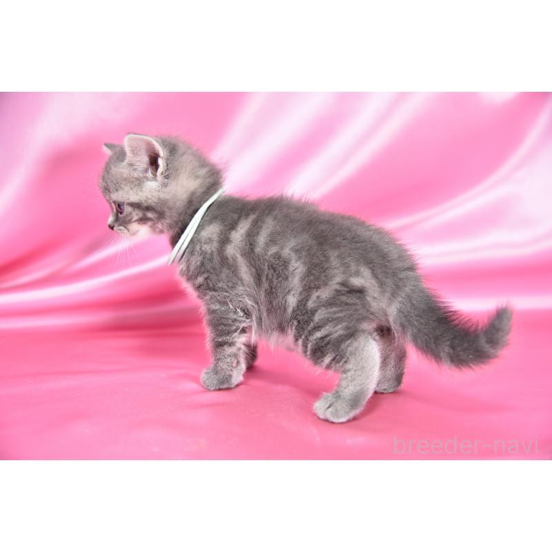 販売中の千葉県のアメリカンショートヘア-134890の5枚目