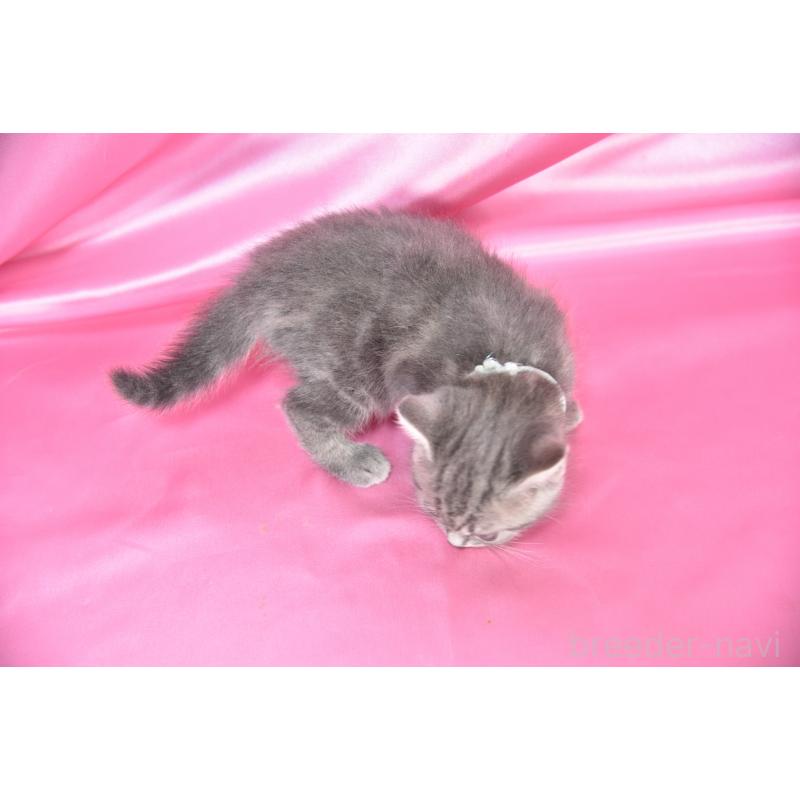 販売中の千葉県のアメリカンショートヘア-134890の4枚目