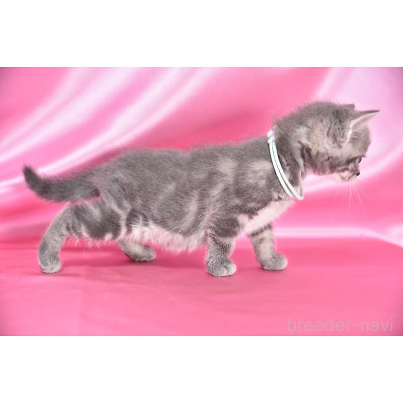 販売中の千葉県のアメリカンショートヘア-134890の2枚目