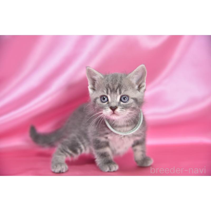 販売中の千葉県のアメリカンショートヘア-134890の3枚目